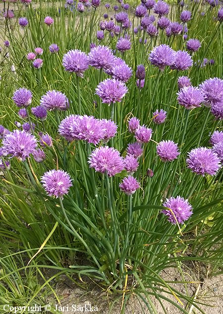 Allium schoenoprasum